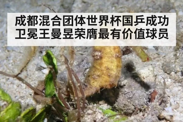 成都混合团体世界杯国乒成功卫冕王曼昱荣膺最有价值球员
